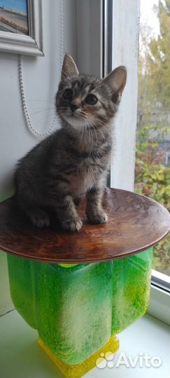 Котенок