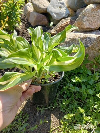 Хоста 7 видов