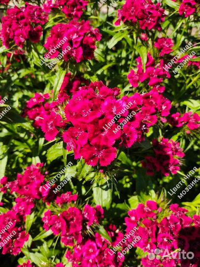 Хризантемы, Гвоздика турецкая, Сныть пестролистная