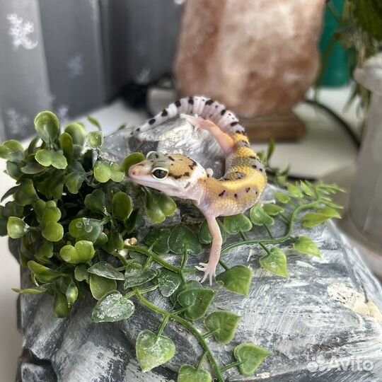 Ящерица леопардовый геккон