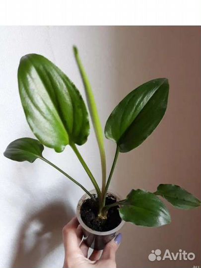 Дримиопсис