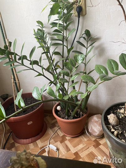 Замиокулькас. Комнатные цветы