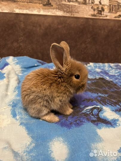 Декоративные кролики