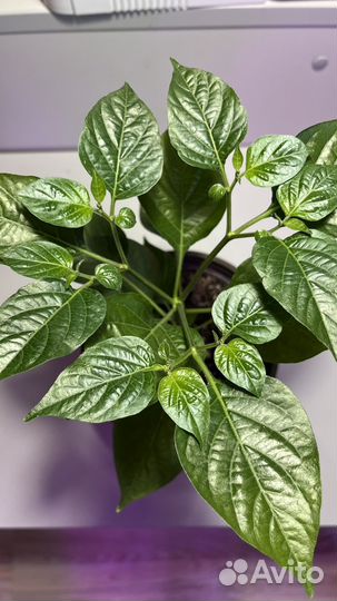 Острый перец рассада