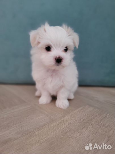 Мальтезе мальчики