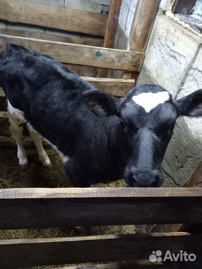 Телки 10 голов