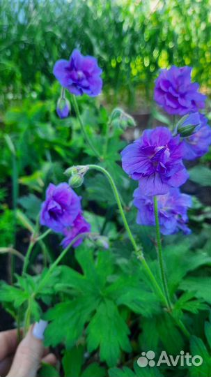 Многолетняя махровая герань