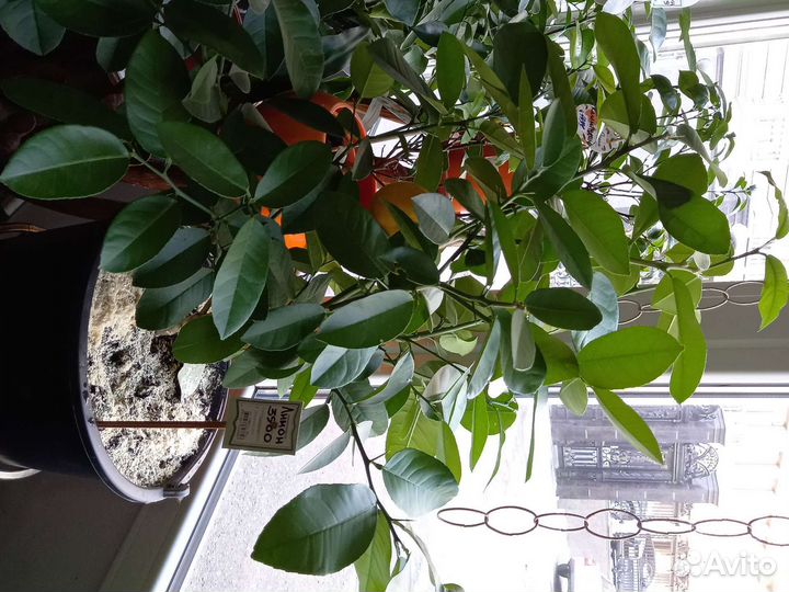 Цитрусы Лимон