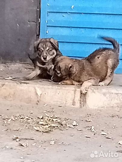 SOS Щенки бесплатно