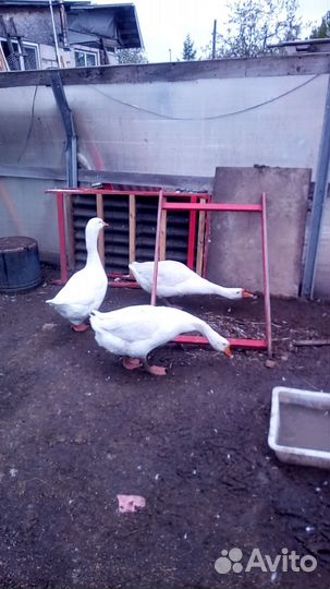 Гуси серые и линда