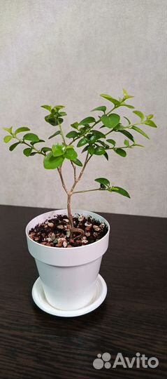 Премна мелколистная