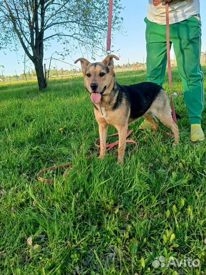 Маленькая собака в добрые руки