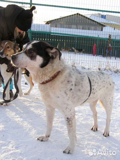 Интеллигентнейший пёс погибает в приюте