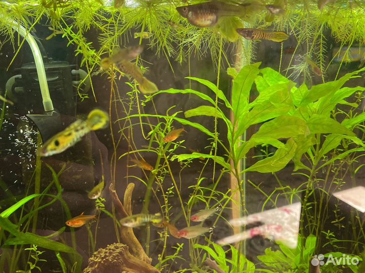Гуппи Эндлера, Вабикуса, аквариумные растения
