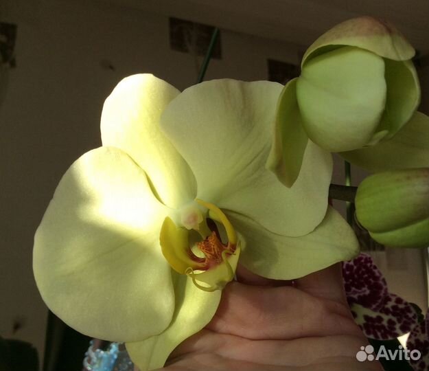 Орхидея «Star Green Beauty», Тайвань