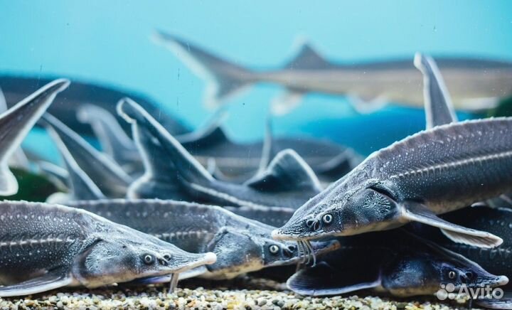 Живая рыба с доставкой оптом