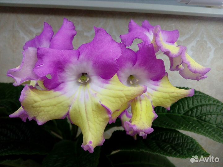 Стрептокарпусы детки и листовые черенки