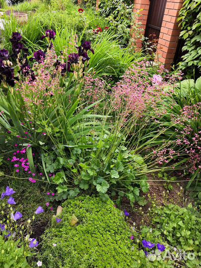 Гвоздика травянка, многолетники для сада