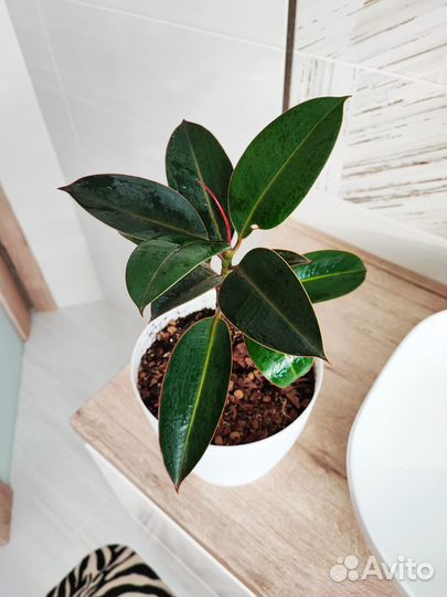 Фикус каучуконосный