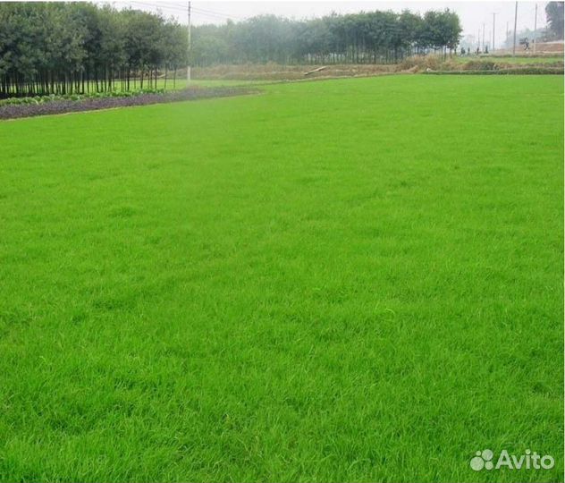 Мятлик для газона