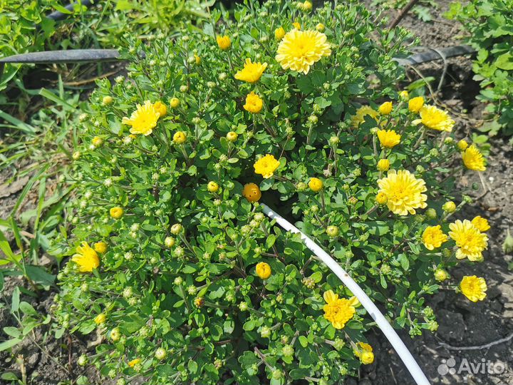 Хризантемы мультифлоры в кашпо