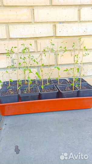 Клематис жёлтый ломонос тангутский сеянец 0.2м