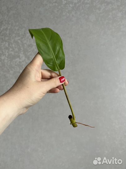 Комнатные растения цветы