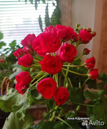 Пеларгония герань