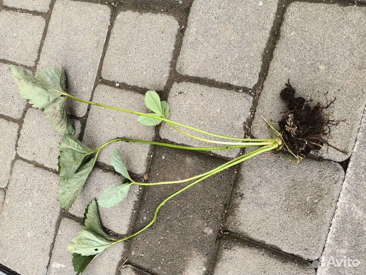 Рассада клубники