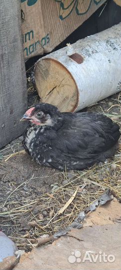 Цыплята,петушок ухейлюй