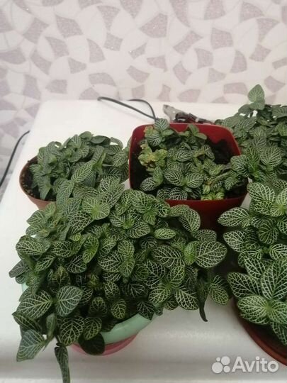 Фиттония, декабристы