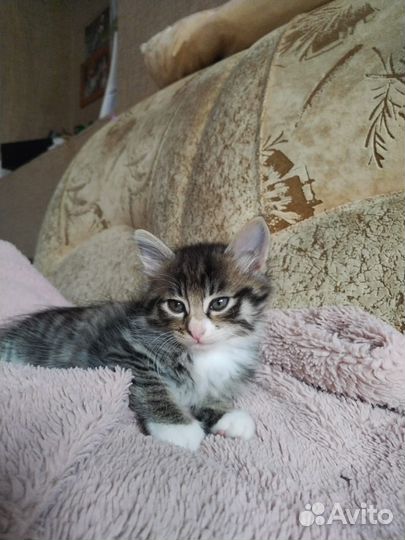 Котята в добрые руки бесплатно