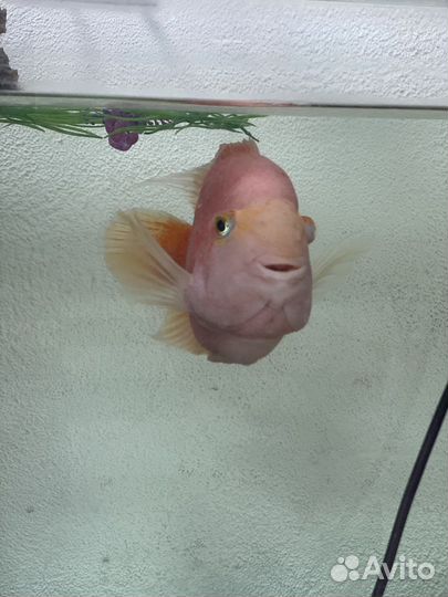 Большая рыба-попугай