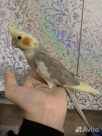 Ручная корелла