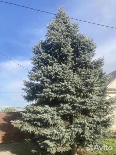 Ель голубая