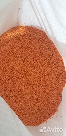 Чечевица красная