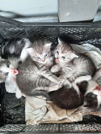 Котята в добрые руки