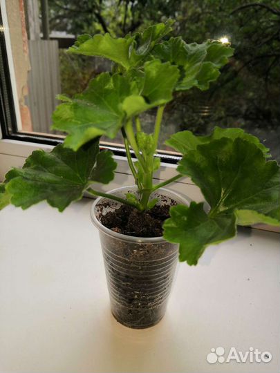 Пеларгония герань