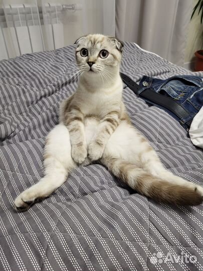 Шотландская вислоухая в добрые руки