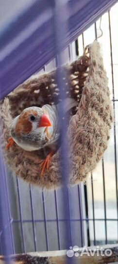 Зебровые амадины