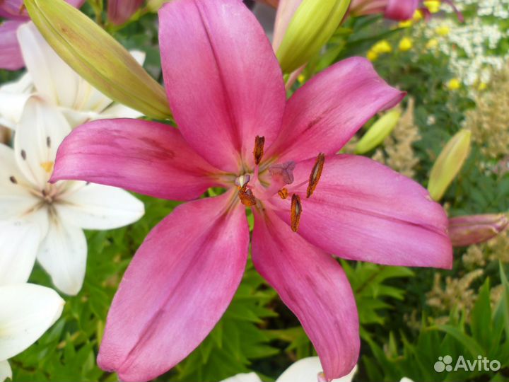 Лилии гибридные