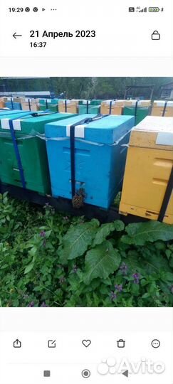 Мëд подсолнух