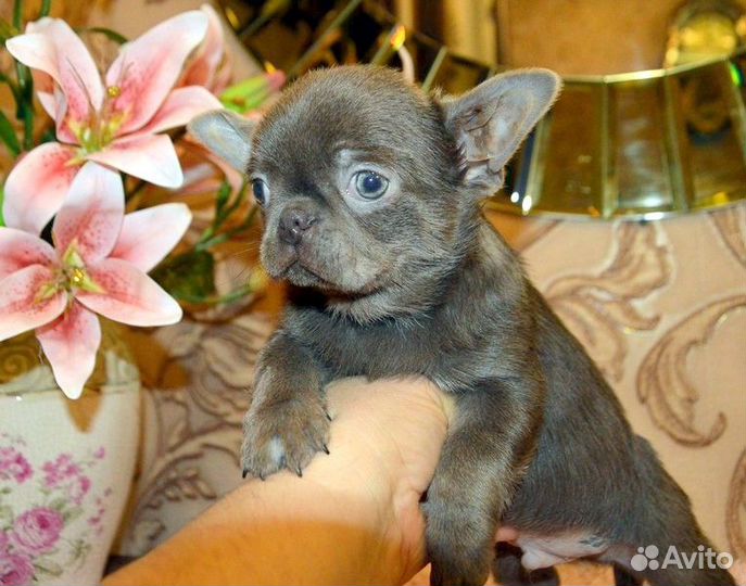 Чихуахуа курносенькие красивые щенки, шоко и лилов