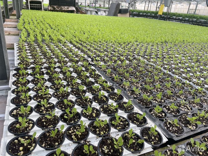 Работница в теплицы