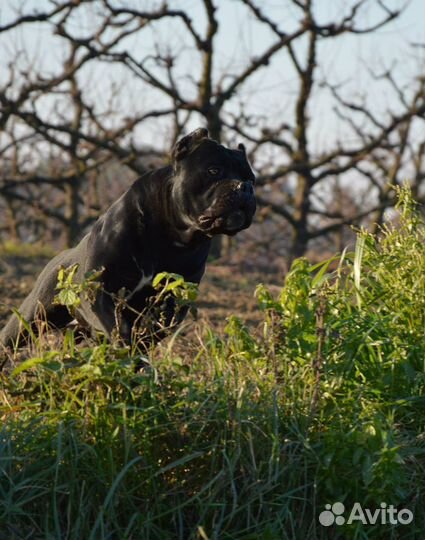 Кане Корсо Римский Воин