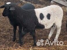 Баран дорпер