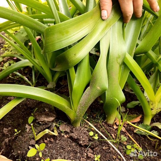 Индийский лук