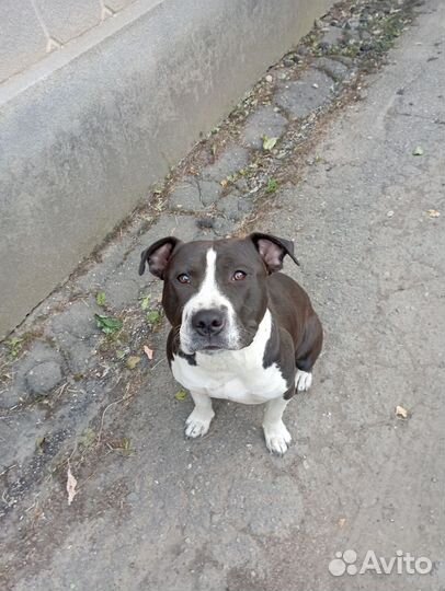 Амстафф вязка