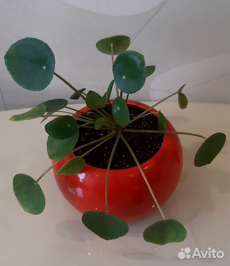 Пилея пеперомиевидная