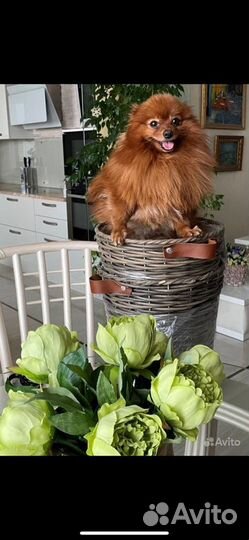 Немецкий шпиц вязка